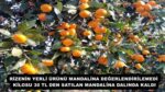 RİZENİN YERLİ ÜRÜNÜ MANDALİNA DEĞERLENDİRİLEMEDİ KİLOSU 30 TL DEN SATILAN MANDALİNA DALINDA KALDI