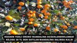 RİZENİN YERLİ ÜRÜNÜ MANDALİNA DEĞERLENDİRİLEMEDİ KİLOSU 30 TL DEN SATILAN MANDALİNA DALINDA KALDI
