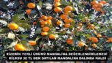 RİZENİN YERLİ ÜRÜNÜ MANDALİNA DEĞERLENDİRİLEMEDİ KİLOSU 30 TL DEN SATILAN MANDALİNA DALINDA KALDI