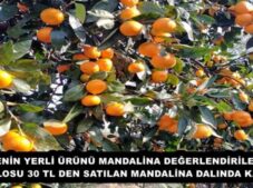 RİZENİN YERLİ ÜRÜNÜ MANDALİNA DEĞERLENDİRİLEMEDİ KİLOSU 30 TL DEN SATILAN MANDALİNA DALINDA KALDI