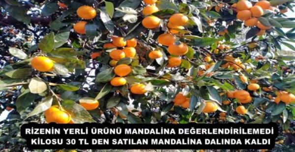 RİZENİN YERLİ ÜRÜNÜ MANDALİNA DEĞERLENDİRİLEMEDİ KİLOSU 30 TL DEN SATILAN MANDALİNA DALINDA KALDI