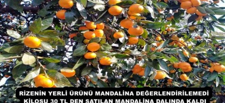 RİZENİN YERLİ ÜRÜNÜ MANDALİNA DEĞERLENDİRİLEMEDİ KİLOSU 30 TL DEN SATILAN MANDALİNA DALINDA KALDI