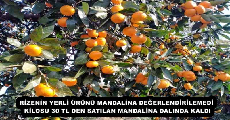 RİZENİN YERLİ ÜRÜNÜ MANDALİNA DEĞERLENDİRİLEMEDİ KİLOSU 30 TL DEN SATILAN MANDALİNA DALINDA KALDI
