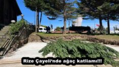 Rize Çayeli‘nde ağaç katliamı!!!