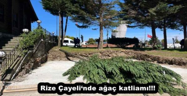 Rize Çayeli‘nde ağaç katliamı!!!