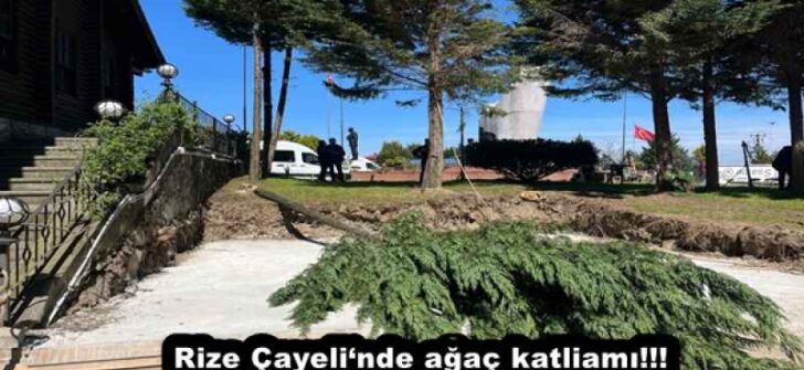 Rize Çayeli‘nde ağaç katliamı!!!
