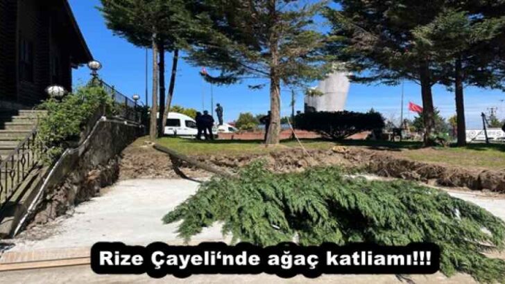 Rize Çayeli‘nde ağaç katliamı!!!