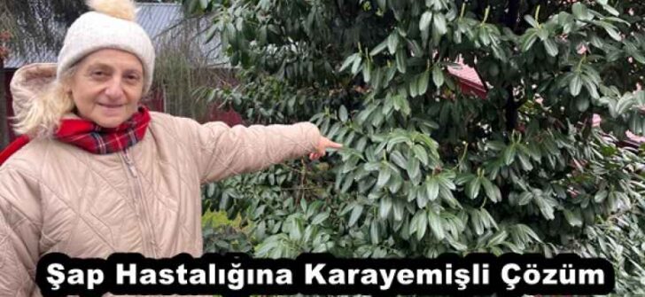 Şap Hastalığına Karayemişli Çözüm