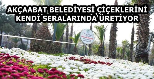 AKÇAABAT BELEDİYESİ ÇİÇEKLERİNİ KENDİ SERALARINDA ÜRETİYOR
