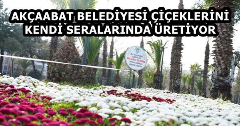 AKÇAABAT BELEDİYESİ ÇİÇEKLERİNİ KENDİ SERALARINDA ÜRETİYOR