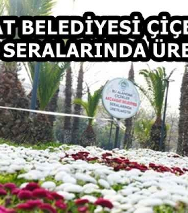 akcaabat_belediyesi_ciceklerini_kendi_seralarinda_uretiyor_h58155_3a676
