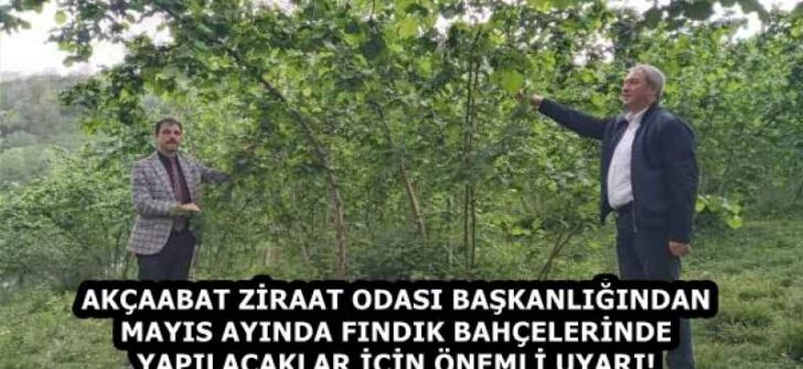 AKÇAABAT ZİRAAT ODASI BAŞKANLIĞINDAN MAYIS AYINDA FINDIK BAHÇELERİNDE YAPILACAKLAR İÇİN ÖNEMLİ UYARI!