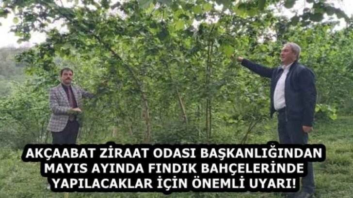 AKÇAABAT ZİRAAT ODASI BAŞKANLIĞINDAN MAYIS AYINDA FINDIK BAHÇELERİNDE YAPILACAKLAR İÇİN ÖNEMLİ UYARI!