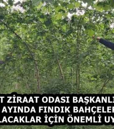 akcaabat_ziraat_odasi_baskanligindan_mayis_ayinda_findik_bahcelerinde_yapilacaklar_icin_onemli_uyari_h58361_c613f
