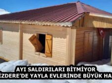 AYI SALDIRILARI BİTMİYOR  İKİZDERE’DE YAYLA EVLERİNDE BÜYÜK HASAR