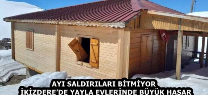 AYI SALDIRILARI BİTMİYOR  İKİZDERE’DE YAYLA EVLERİNDE BÜYÜK HASAR