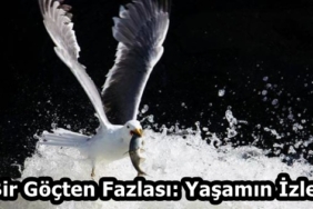 1c4205ce-9b3e-4f20-9e4a-c0413a923d00