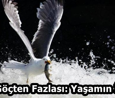 1c4205ce-9b3e-4f20-9e4a-c0413a923d00