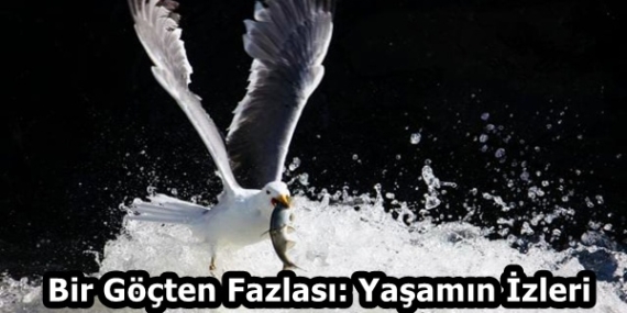 1c4205ce-9b3e-4f20-9e4a-c0413a923d00